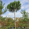 Pinus 'Pinea' - 1