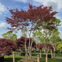 Acer palmatum 'Trompenburg' - Foto 1