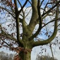 Fagus sylvatica - 2