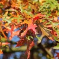 Quercus Palustris - 2