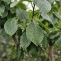 Prunus domestica 'Reine Claude d'Oullins' - impressie foto vers blad voorjaar/zomer