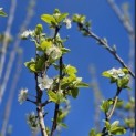 Prunus domestica 'Reine Claude d'Oullins' - impressie bloesem