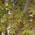 Acer palmatum 'Kurabu-Yama' - Foto 6