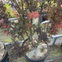 Acer palmatum 'Skeeter's Broom' - Foto 4