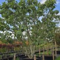Ficus carica - Foto 4