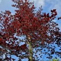 Fagus sylvatica 'Atropunicea' - juni 2024