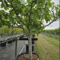 Ficus carica - 1