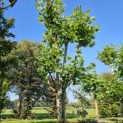 Platanus x Hispanica - 1