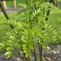 Gleditsia triacanthos ‘Inermis' - 6