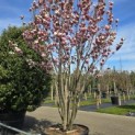 Magnolia 'Soulangeana' - Foto 1