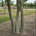 Carpinus Betulus - 2