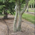 Carpinus Betulus - 1