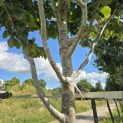 Parrotia persica 'Vanessa' - Foto 6