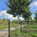 Parrotia persica 'Vanessa' - Foto 5