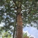 Pinus sylvestris - 5