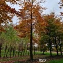 Fagus sylvatica 'Atropunicea'