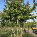 Parrotia persica - 3