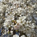 Prunus subhirtella 'Pendula' - 3