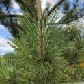 Pinus nigra 'Nigra' - Foto 3