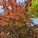 Fagus sylvatica 'Atropunicea' - 1