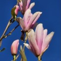 Magnolia 'Heaven Scent' - Foto 4