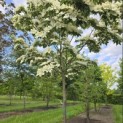 Cornus nuttallii (Venus) - 5