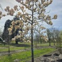 Magnolia soulangeana 'Manchu Fan' - 1