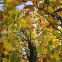 Fagus Dawyck Gold - 3