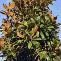 Magnolia grandiflora 'Galissonnière' - 1