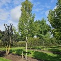 Liquidambar styraciflua 'Stared' - 1