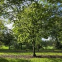Tilia cordata 'Oldenbelt' - september 2026