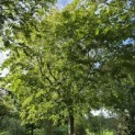 Tilia cordata 'Oldenbelt' - september 2026