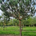 Pinus sylvestris - Afbeelding 3