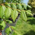 Koelreuteria paniculata. impressie vers nieuw blad