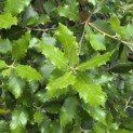Quercus ilex - 8