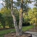 Quercus Suber - Foto 5