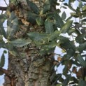 Quercus Suber - Foto 6