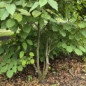 Davidia involucrata - Foto 1