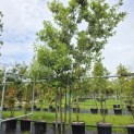 Quercus ilex - 3