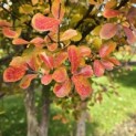 Lagerstroemia indica 'Rosea' - 5