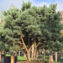 Pinus sylvestris 'Watereri' - 1