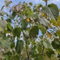 Davidia involucrata 'Sonoma' - 2