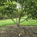 Magnolia 'Susan' - 2