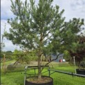 Pinus sylvestris - 2