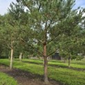 Pinus sylvestris - 2