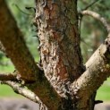 Pinus sylvestris - 1