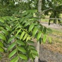 Juglans nigra - Foto 3