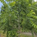 Juglans nigra - Foto 2