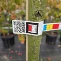 Prunus domestica 'Reine Claude d' Oullins' - Foto 2