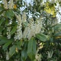 Prunus laurocerasus 'Novita' - Foto 2